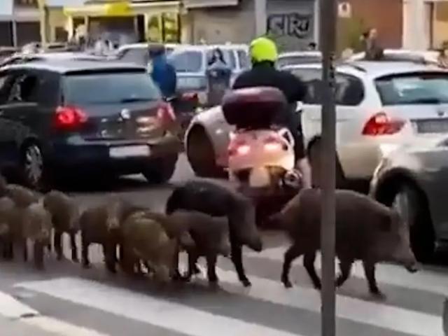 1683118923841000928.jpg 半岛体育-【揭秘】因莫比莱车祸受伤 原来是罗马市政的锅?